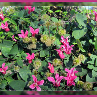 Clematis texensis 'Princess Diana'