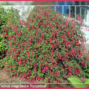 Fuchsia magellanica 'Riccartonii'