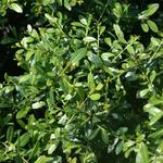 Ilex crenata 'Stokes' - 