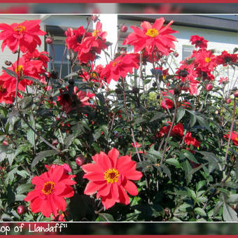 Dahlia 'Bishop  of Llandaff'