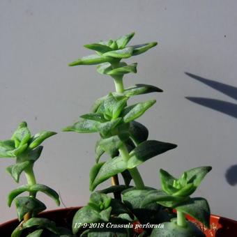 Crassula perforata