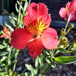 Alstroemeria 'Mars' - 