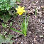 Narcissus 'Mini Pink Pride' - 