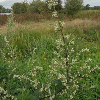 Artemisia vulgaris