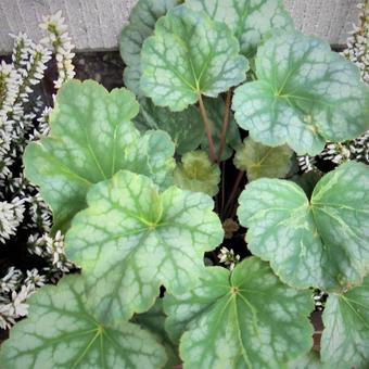 Heuchera