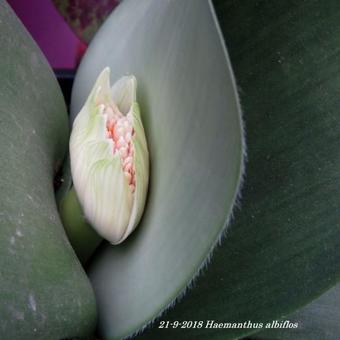 Haemanthus albiflos