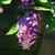 Buddleja 'Dreaming Lavender'