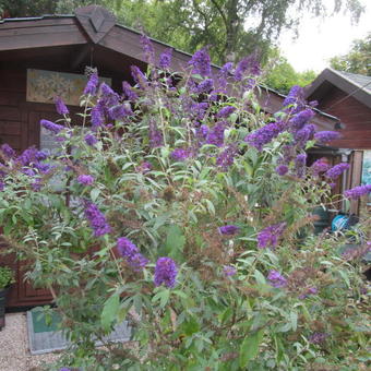 Buddleja davidii 'Adonis Blue'