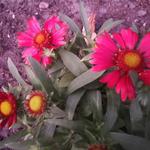 Gaillardia aristata 'SUNRITA Burgundy' - 