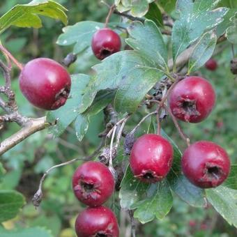 Crataegus monogyna