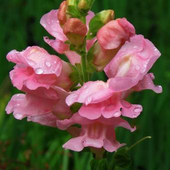 Antirrhinum