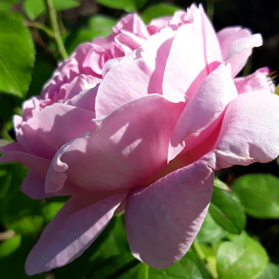 Rosa 'Mary Rose' - 