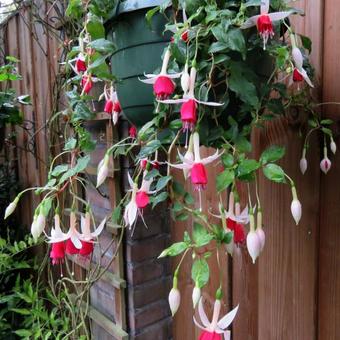 Fuchsia 'Land van Beveren'