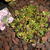 Sedum album 'Murale'