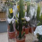 Euphorbia ingens - 