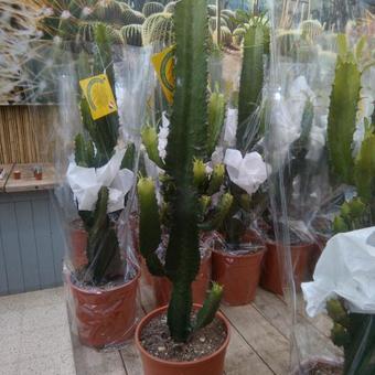 Euphorbia ingens