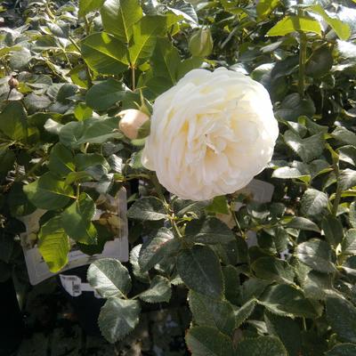 Rosa 'Artemis' - 