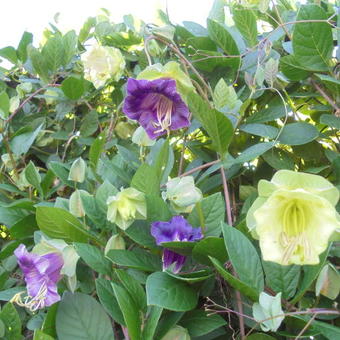 Cobaea scandens