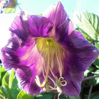 Cobaea scandens