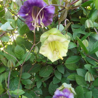 Cobaea scandens