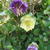 Cobaea scandens