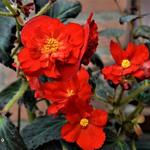 Begonia maxima 'Zwitserland' - 