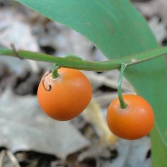 Convallaria majalis