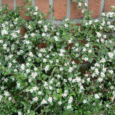 Cotoneaster x suecicus 'Coral Beauty' - Cotoneaster  x suecicus 'Coral Beauty'