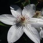 Clematis 'Henryi'  - 