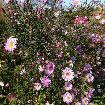 Aster 'Vasterival'