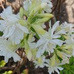 Saponaria officinalis 'Betty Arnold' - 