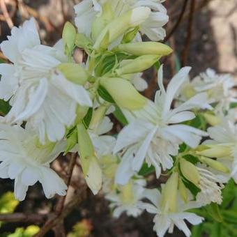 Saponaria officinalis 'Betty Arnold'