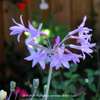 Tulbaghia violacea 'Silver Lace'