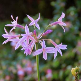 Tulbaghia violacea 'Silver Lace'