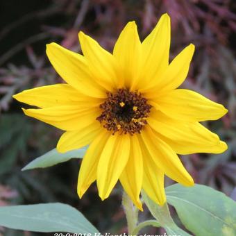 Helianthus atrorubens