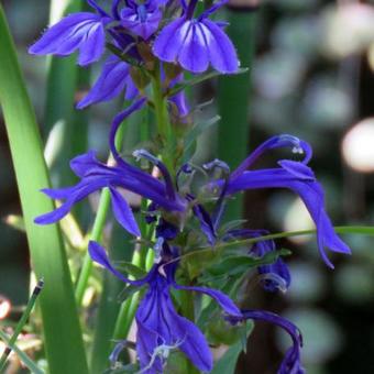 Lobelia sessilifolia