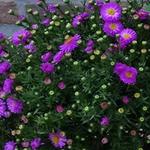 Aster novi-belgii 'Pink Topas' - 