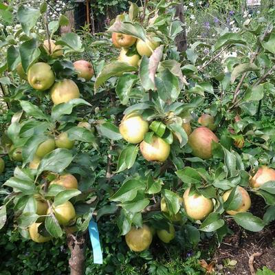 Malus domestica 'Nani Sunred' - 