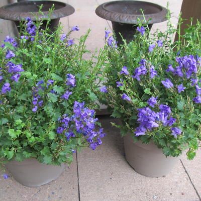 Campanula addenda - 