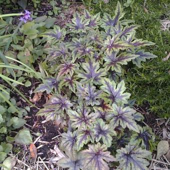 Tiarella 'Taelon'