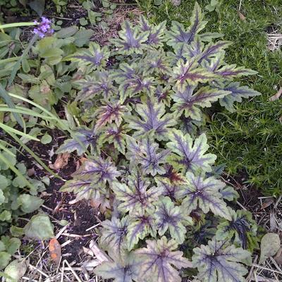 Tiarella 'Taelon' - 