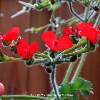 Pelargonium fulgidum