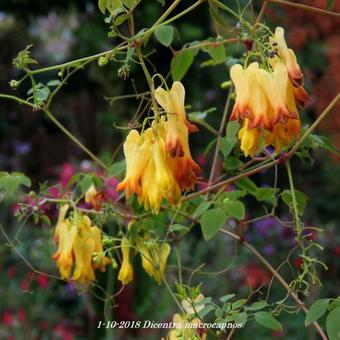 Dicentra macrocapnos