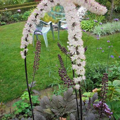 Actaea simplex 'Brunette' - Actaea simplex 'Brunette'