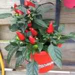 Capsicum annuum 'Little Elf' - 