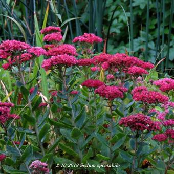 Sedum spectabile