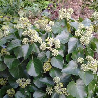 Hedera helix 'Arborescens'