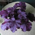 Heuchera 'Shanghai' - Heuchera 'Shanghai'