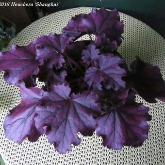 Heuchera 'Shanghai'