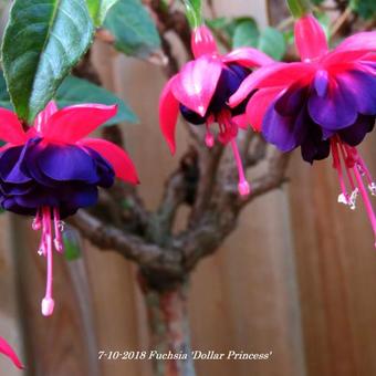 Fuchsia 'Dollar Princess'